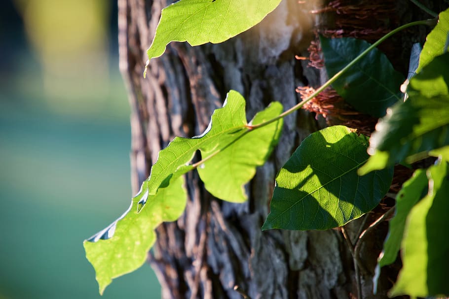 leaf, leaves, tree, macro, nature, outdoors, bark, light, glow HD wallpaper