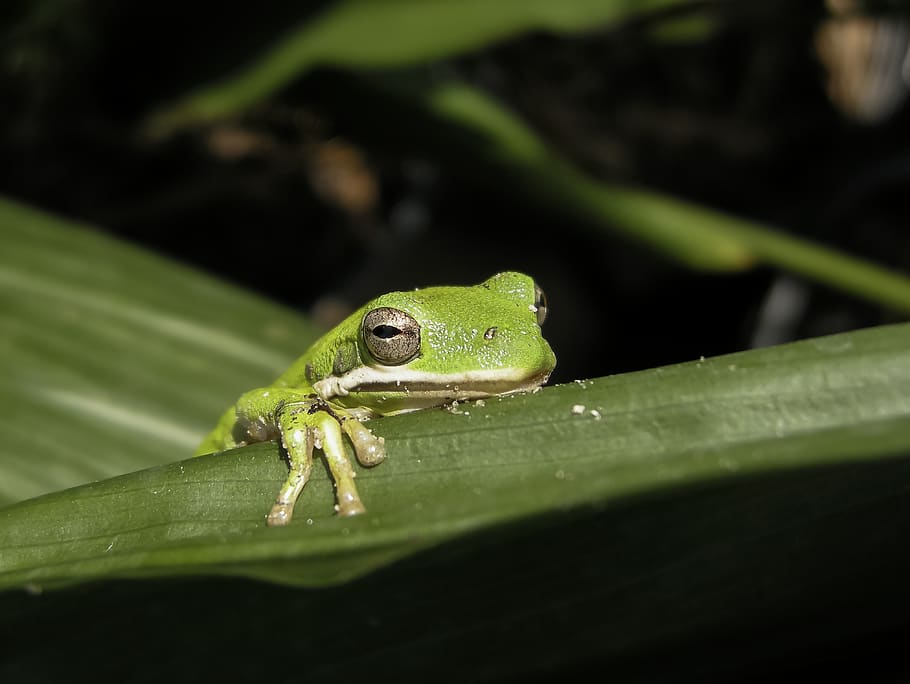 green toad on green leaf, animal themes, animal wildlife, animals in the wild HD wallpaper