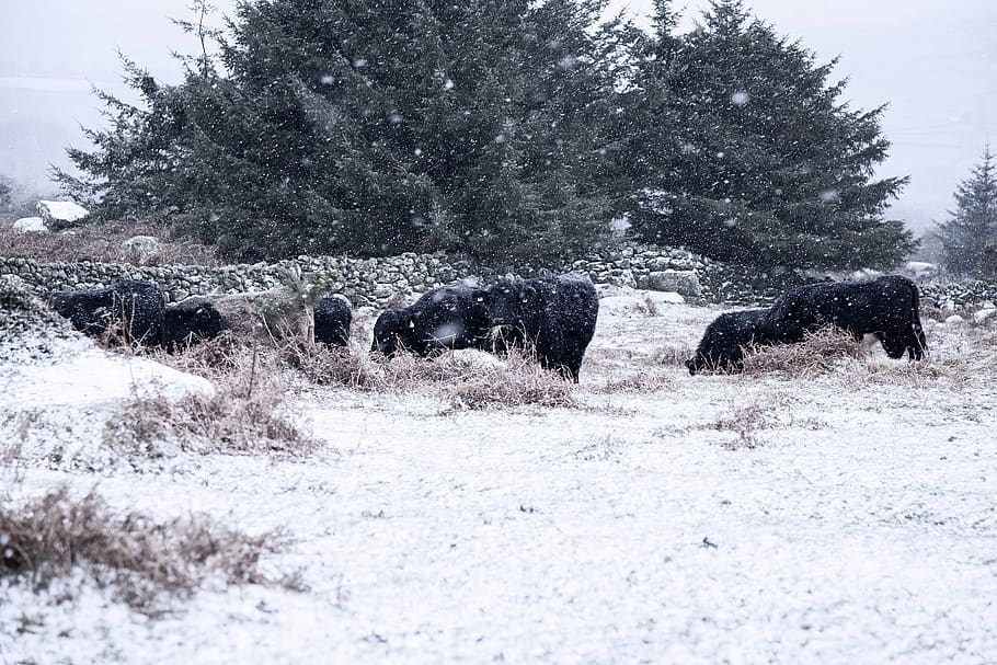 snow, cattle, cold, animal themes, tree, winter, mammal, plant HD wallpaper