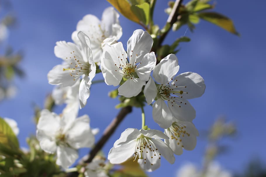 flower, spring, flowers, nature, plants, white, flora, cherry HD wallpaper