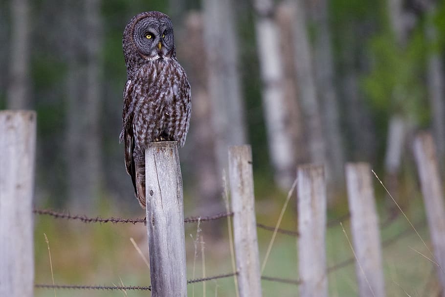 Great Grey Owl, bird, tree, wallpaper, barb wire, fence post HD wallpaper