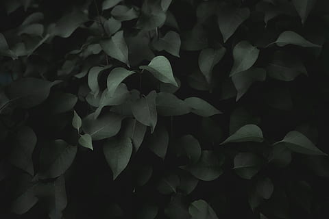 leaf, plant, tree, flower, blossom, acanthaceae, annonaceae HD wallpaper