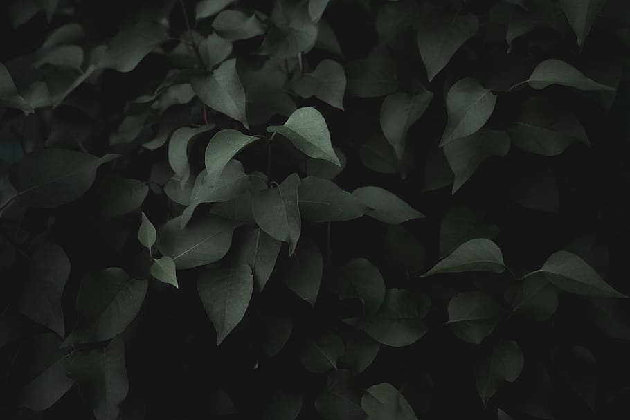 leaf, plant, tree, flower, blossom, acanthaceae, annonaceae HD wallpaper