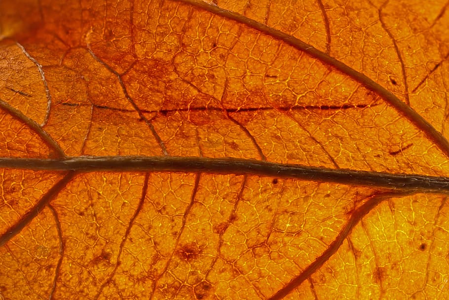 leaf, veins, leaf veins, structure, fall foliage, backgrounds HD wallpaper