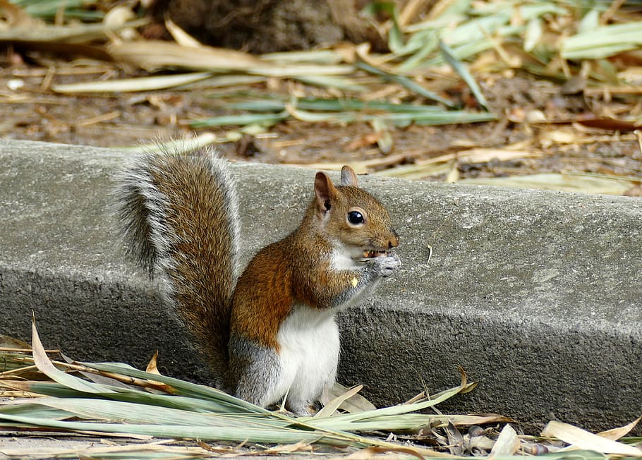 squirrel, nuts, rodent, cute, nature, nager, tail, possierlich HD wallpaper