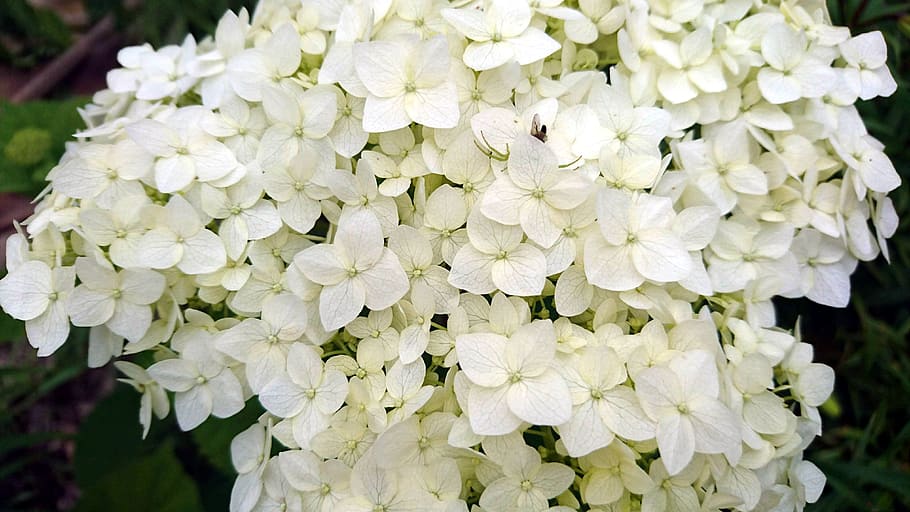 hydrangea, white hydrangea, flowers, white flowers, bush, inflorescence HD wallpaper