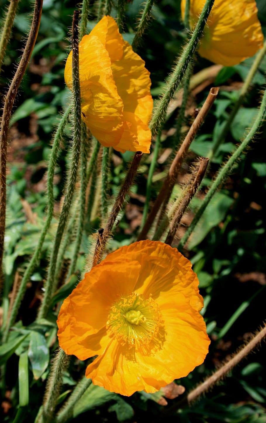 Yellow Flowers, bloom, blossom, bright, flora, green, petals HD wallpaper