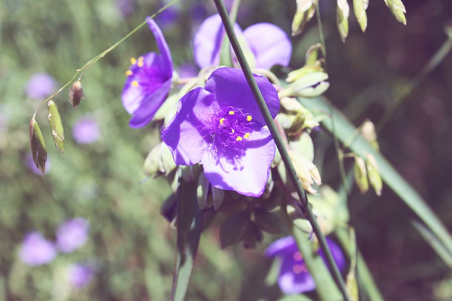 flowering plant, purple, beauty in nature, growth, vulnerability HD wallpaper