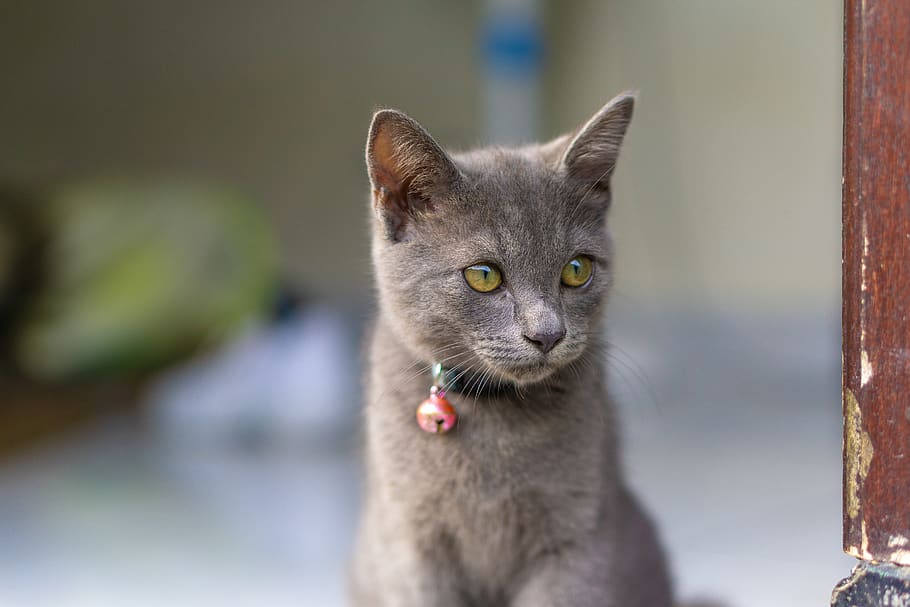 grey kitten, animal themes, one animal, domestic, mammal, pets HD wallpaper