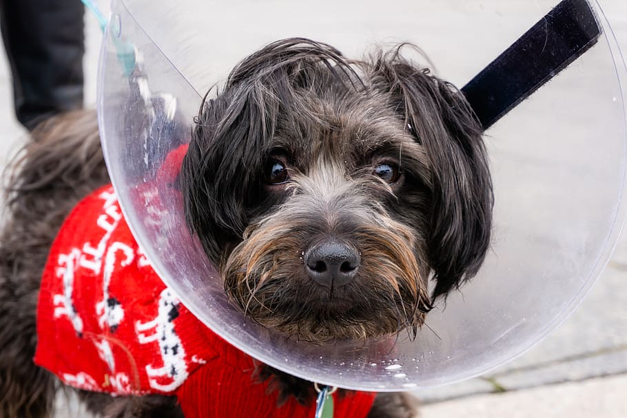 done with Elizabethan cone, dog, pet, mammal, animal, canine HD wallpaper
