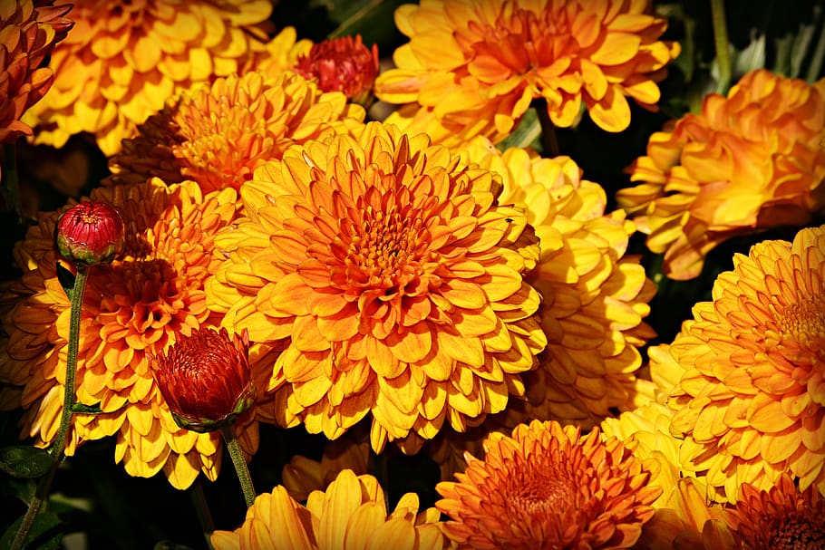 dahlia, flower, plant, composite, asteraceae, petals, garden HD wallpaper