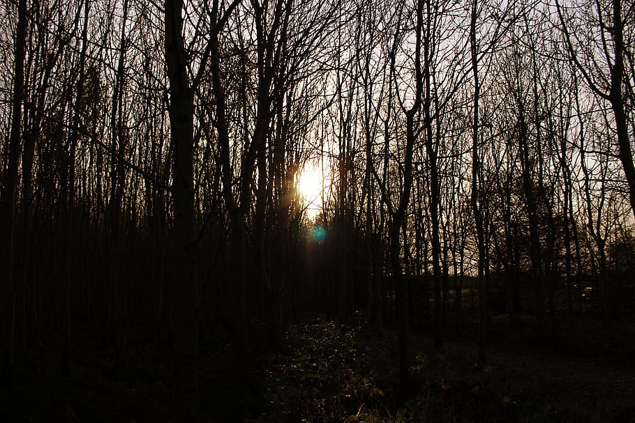nature, forest, sunset, sunlight, trees, plant, tranquility HD wallpaper
