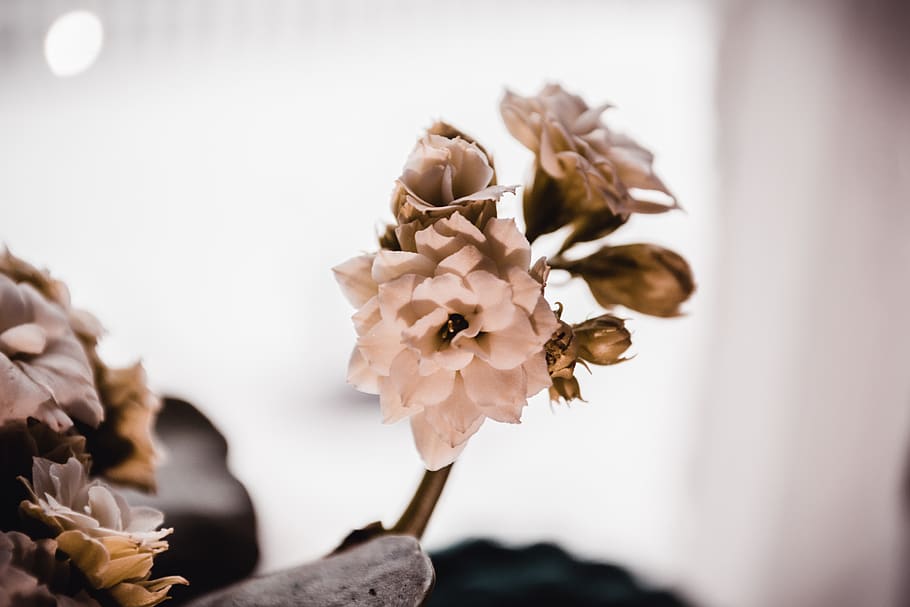 flowers, spring, flora, beauty, nature, novel, bloom, summer HD wallpaper