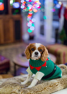 cavalier king charles spaniel christmas sweater