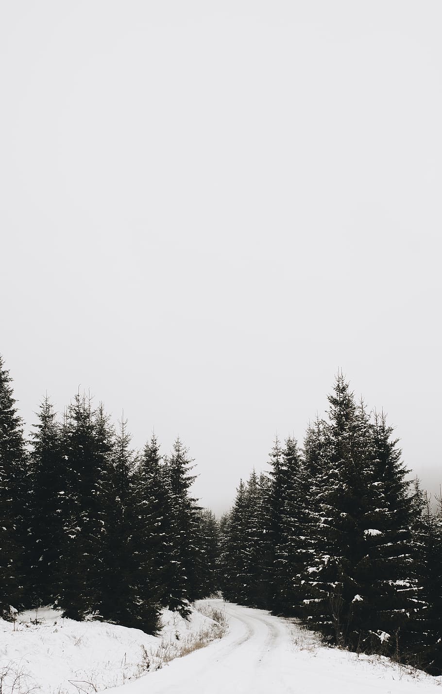pine and snow covered field, winter, cold temperature, tree, plant HD wallpaper