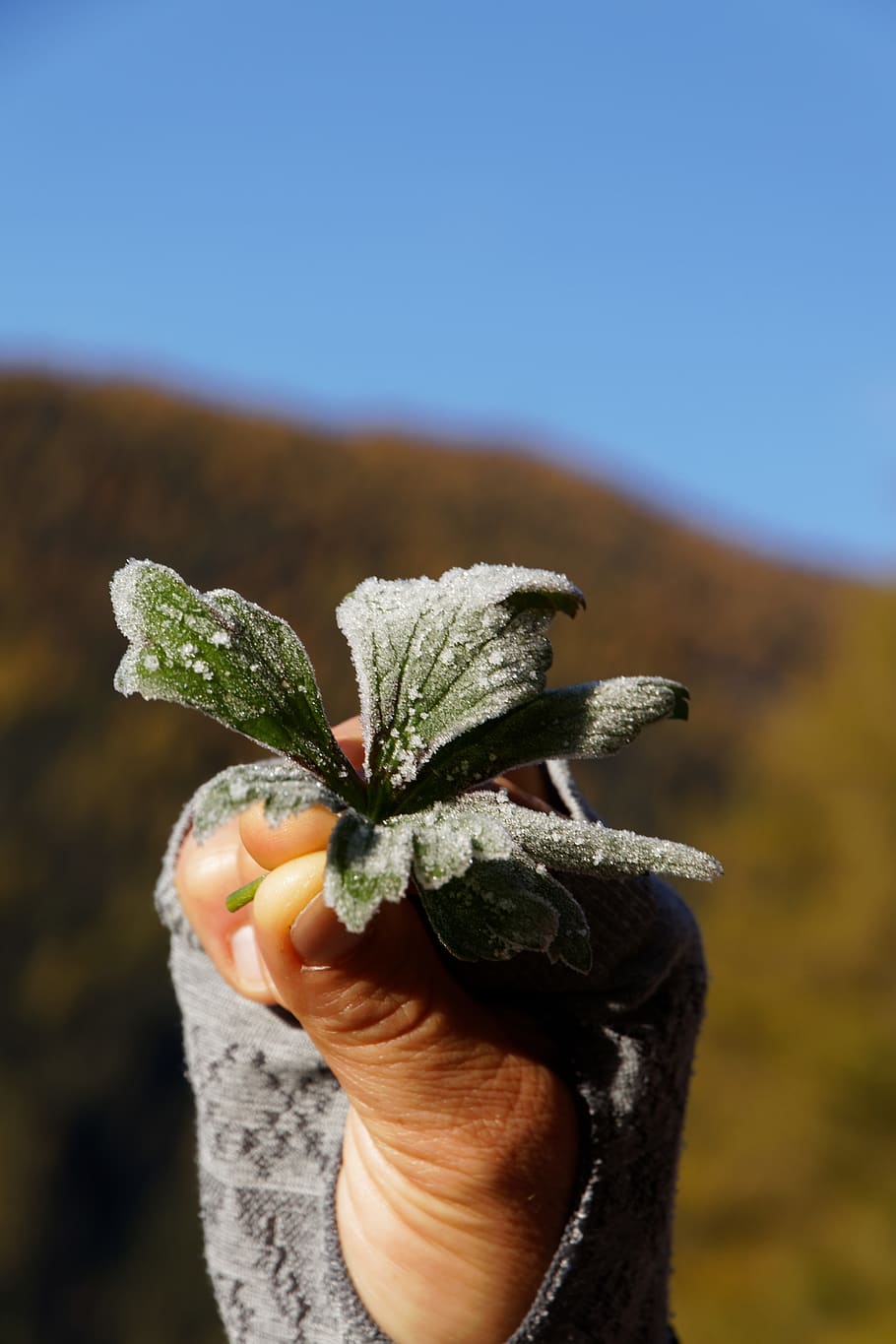 frost, leaf, hand, autumn, human hand, human body part, one person HD wallpaper