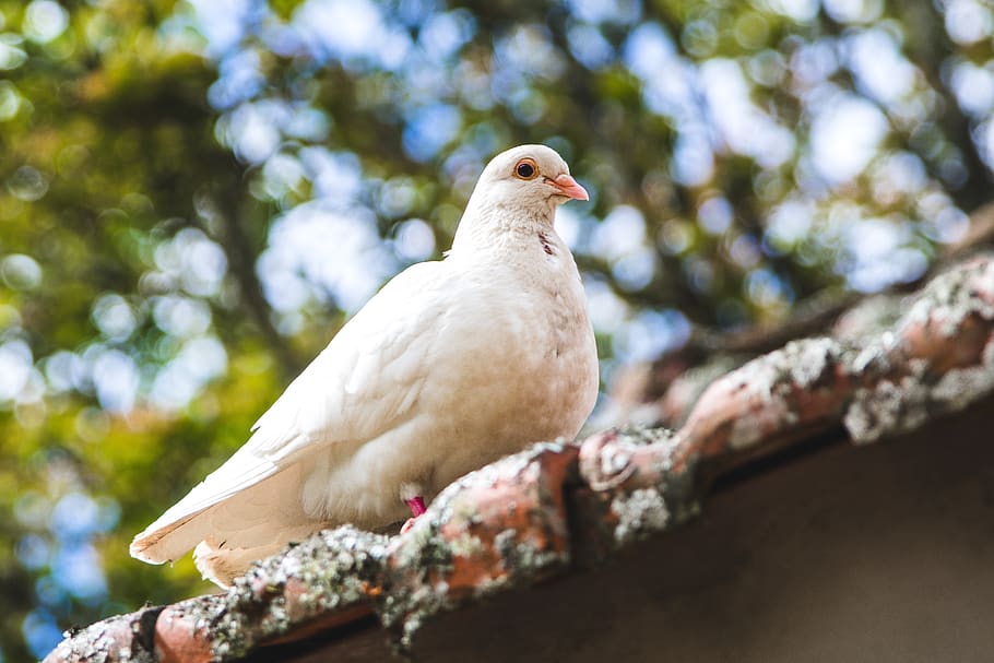 bird, animal, dove, pigeon, white dove, birds, beak, finch, HD wallpaper