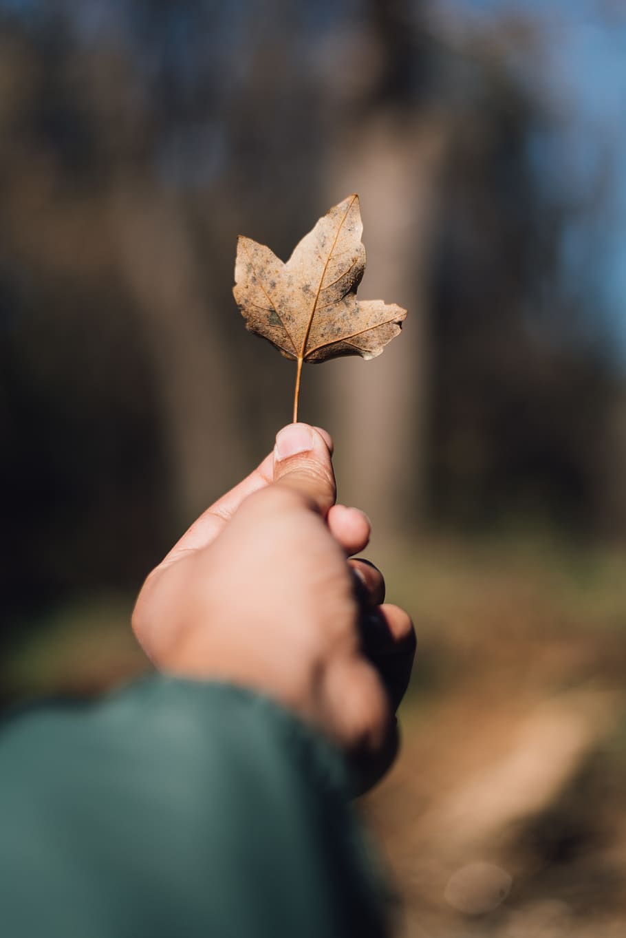 person holding brown fall leaf, mano, alberi, tree, light, ifrane, HD wallpaper
