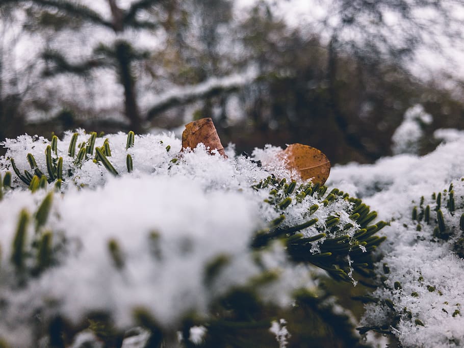 fir tree, nature, leafs, snow, frozen, winter, trees, forest HD wallpaper