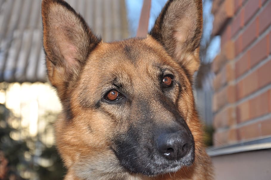 dog, sunlight, training, pet, shepherd, animal, mammal, smart animal HD wallpaper