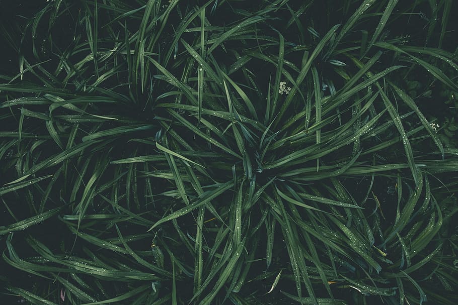 Top View Photography of Green Plant, abstract, close-up, color HD wallpaper
