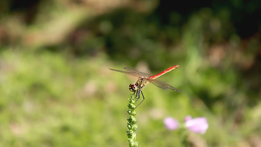 nature, dragonfly, wing, insects, dragonfly items, animals in the wild HD wallpaper