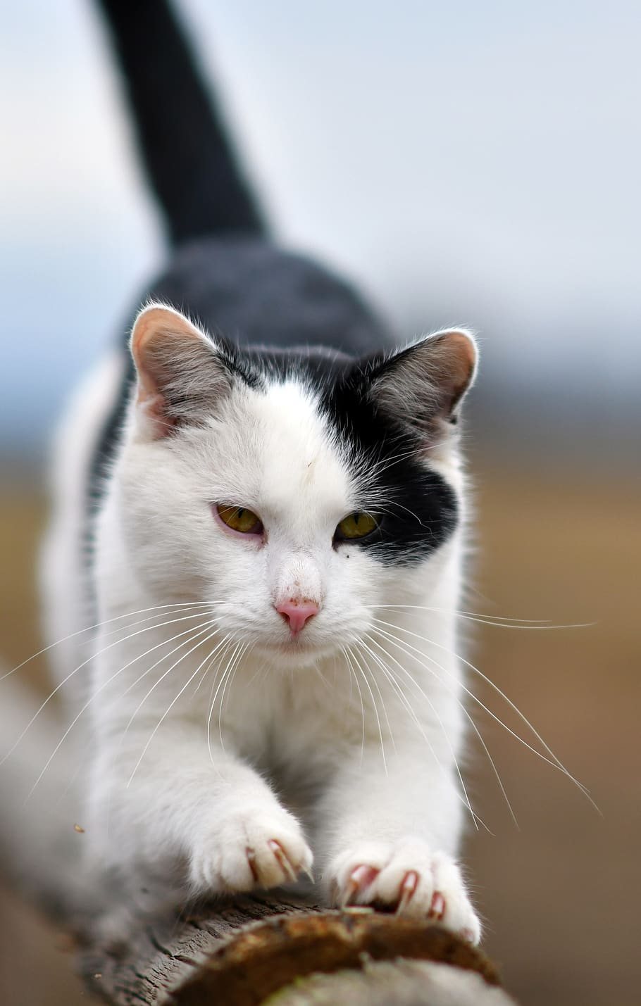 cat, animal, stretching, domestic, pets, mammal, animal themes HD wallpaper