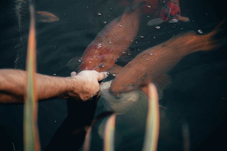 person feeding the fish, carp, animal, brown, water, sea, vertebrate HD wallpaper