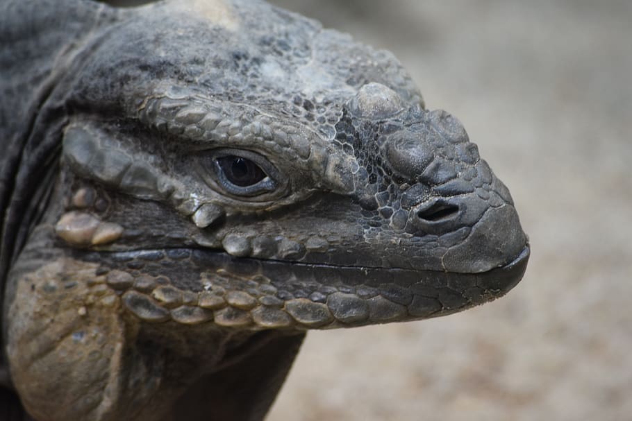 monitor lizards, komodo, vertebrate, reptile, animal, black HD wallpaper