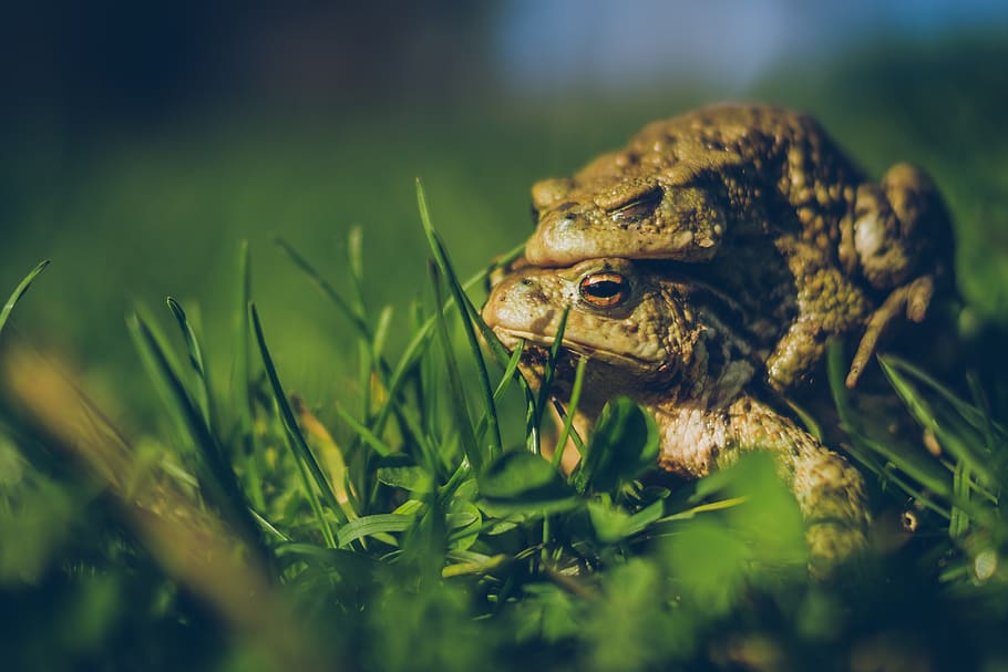 france, auchy-les-mines, toad, toads, frogs, wild, wildlife HD wallpaper