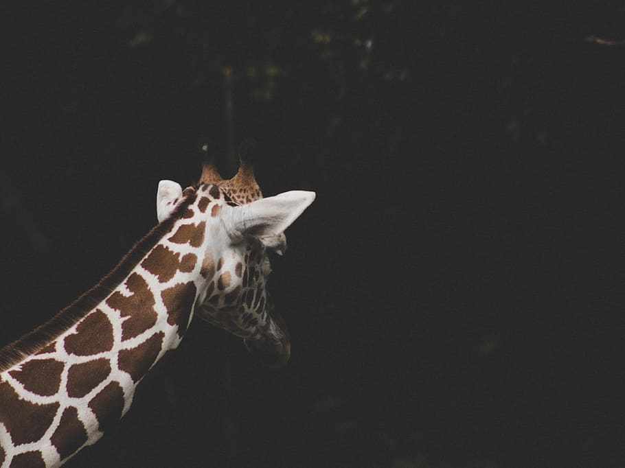 brown and white giraffe, tree, zoo, neck, head, forest, woodland HD wallpaper