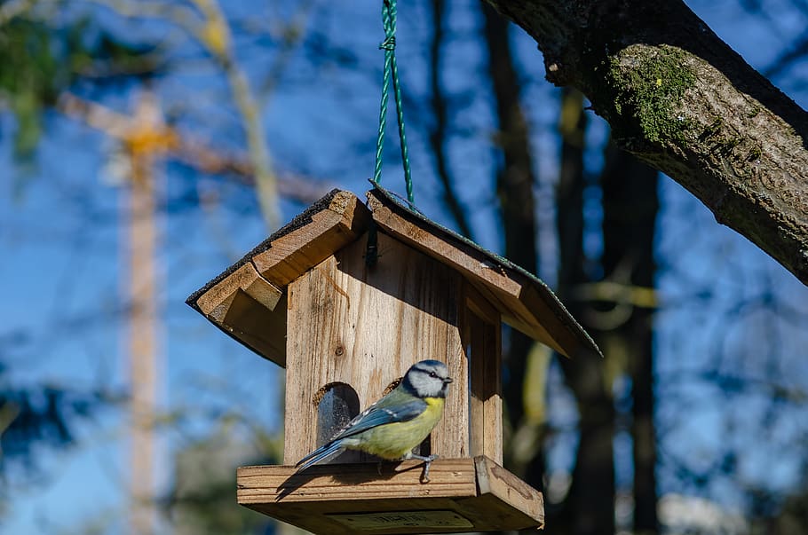bird, tit, blue, cute, garden, plumage, animals, spring, vertebrate HD wallpaper