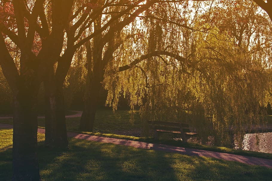 trees, lake, forest, water, sunset, bench, park, nature, plant HD wallpaper