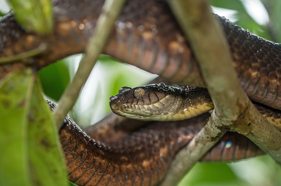 brown snake, reptile, animal themes, animal wildlife, one animal HD wallpaper