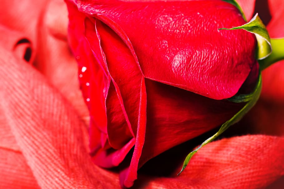 rose, red, stem, background, decoration, concept, closeup, green HD wallpaper