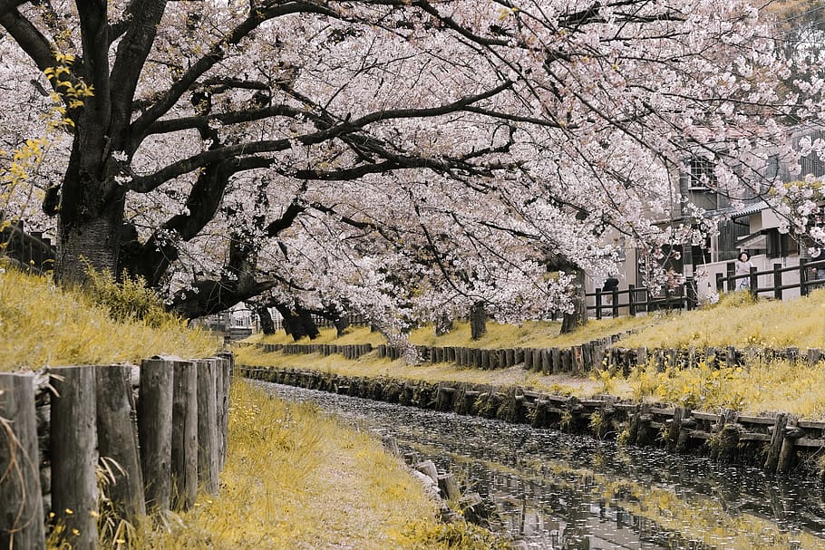 Cherry Blossom Near River, flora, japan, sakura, tree, plant