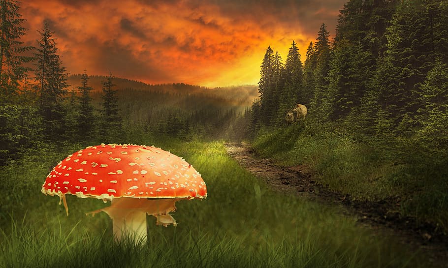 fly agaric, mushroom, forest, forest path, nature, sunlight HD wallpaper