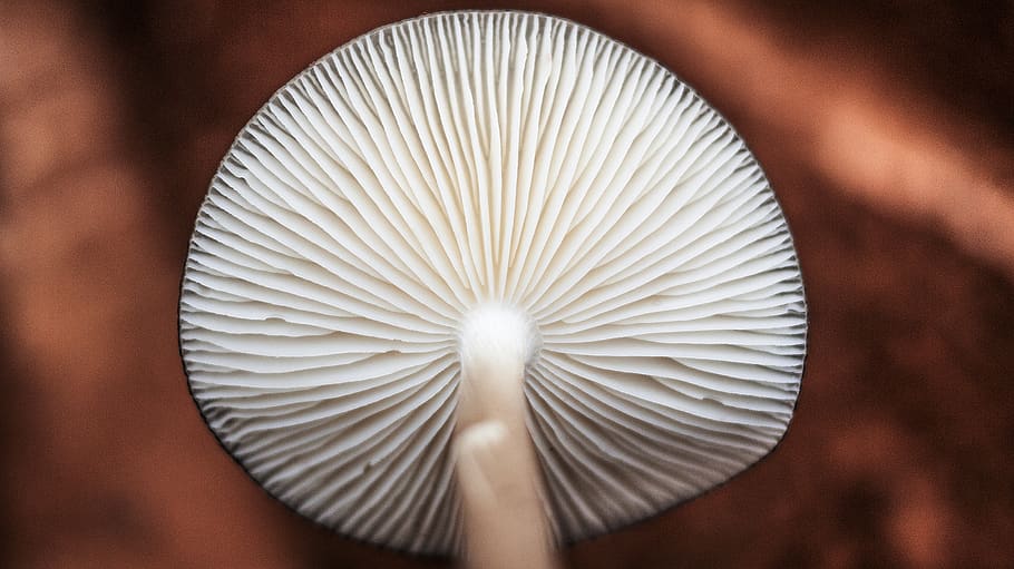 white mushroom, close-up, white color, single object, human body part HD wallpaper