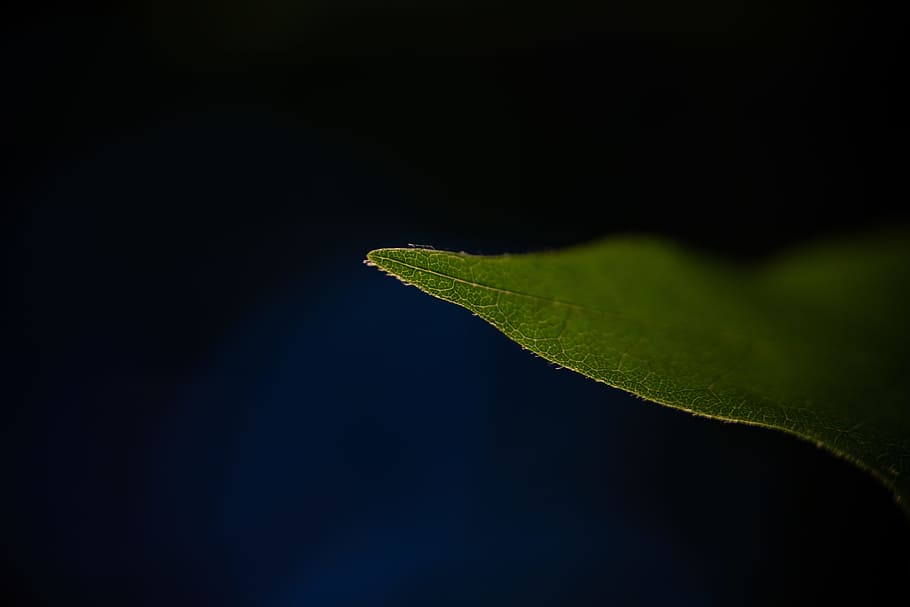 green leaf, plant, blue, dark, texture, abstract, macro, nature HD wallpaper