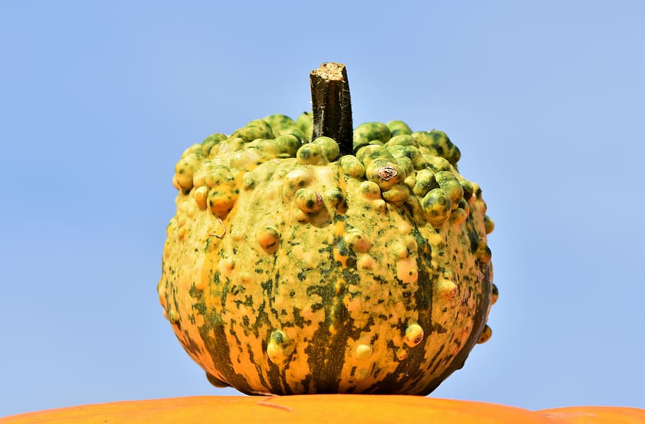 pumpkin, fruit, orange, autumn, cucurbita maxima, choose, large HD wallpaper