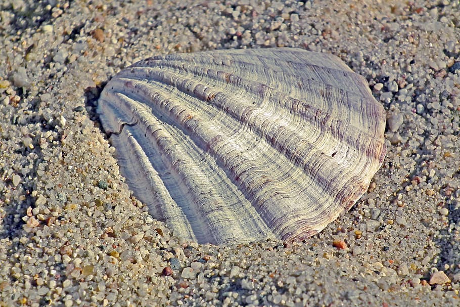 seashell, sand, summer, ocean, nature, the coast, beach, holidays HD wallpaper