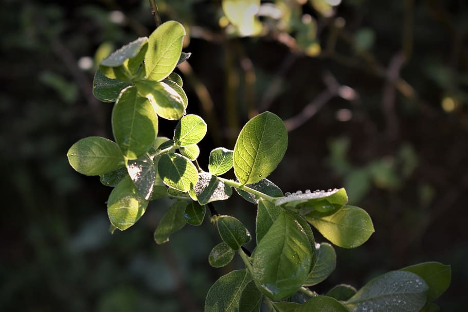 leaves, green, light, backlighting, ray of light, branch, nature HD wallpaper