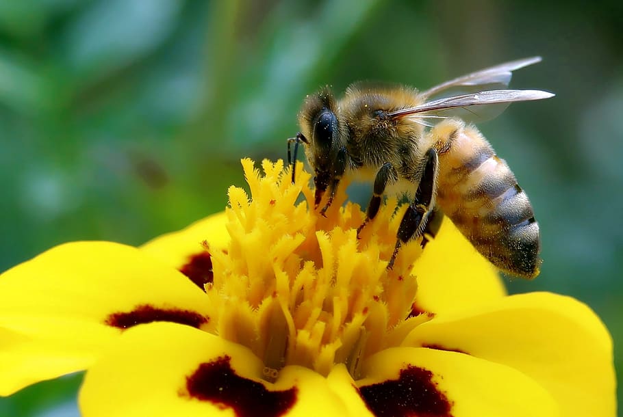 bee, always, close up, macro, pollen, blossom, bloom, nature HD wallpaper