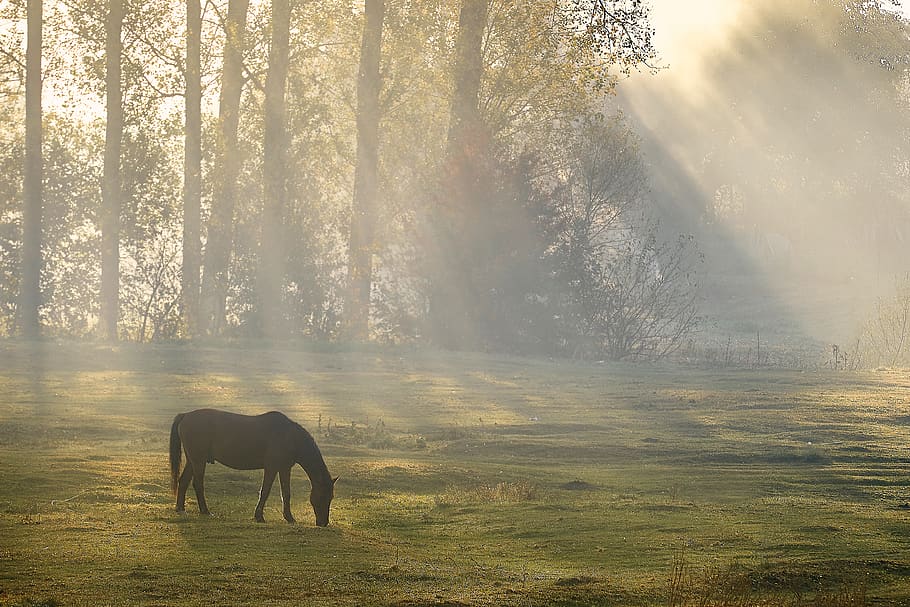 romania, mammal, animal, animal themes, one animal, animal wildlife HD wallpaper