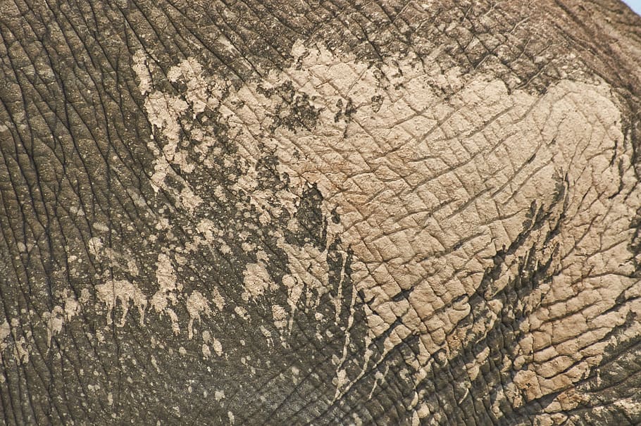 background, addo, south africa, pattern, texture, structure HD wallpaper