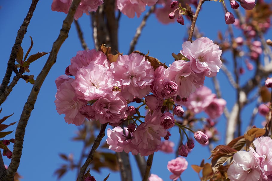cherry, flower, rosa, branch, flowers, flowering, plant, nature HD wallpaper