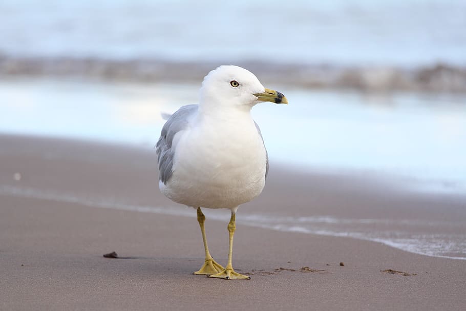 white bird standing on shore, seagull, animal, canada, toronto HD wallpaper