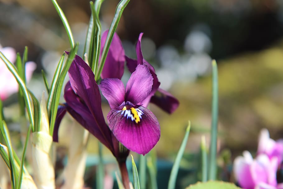 iris, iris purple, mini iris, bulb, flowering, flowering plant HD wallpaper