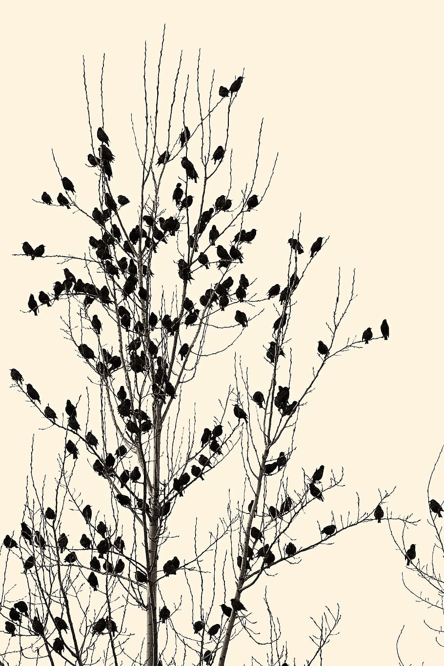 birds perched on bare tree under white skiy, sky, plant, low angle view HD wallpaper