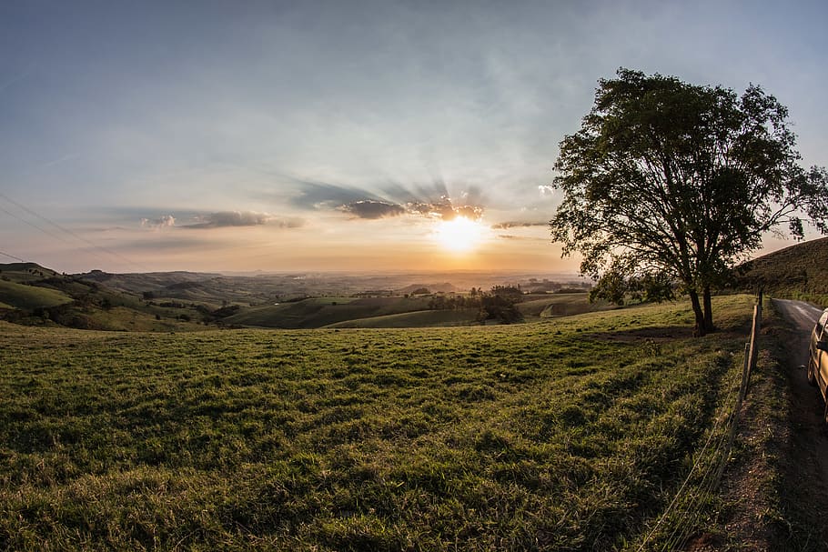 Green Grass and Tree during Sunrise, countyside, field, horizon HD wallpaper